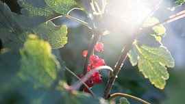 Groseilles à grappes sur Bo Valentino