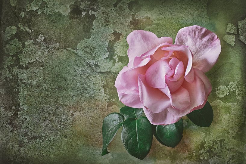 rose rose par Dieter Beselt