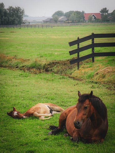 Horse and foal in landscape by Dirk van Egmond