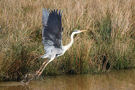 Blauwe Reiger sur Gijs  Tjeerdsma