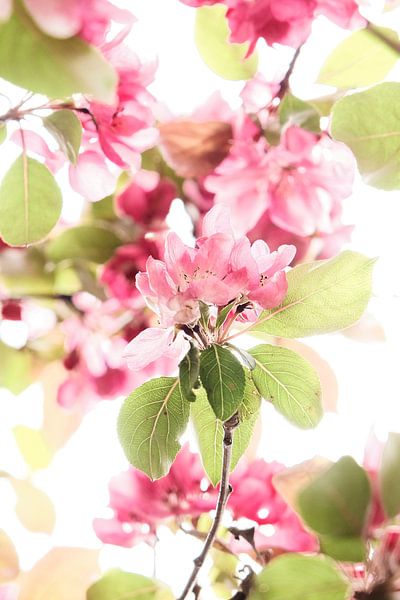 In voller Blüte. von tim eshuis