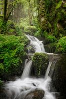 Forest Flow