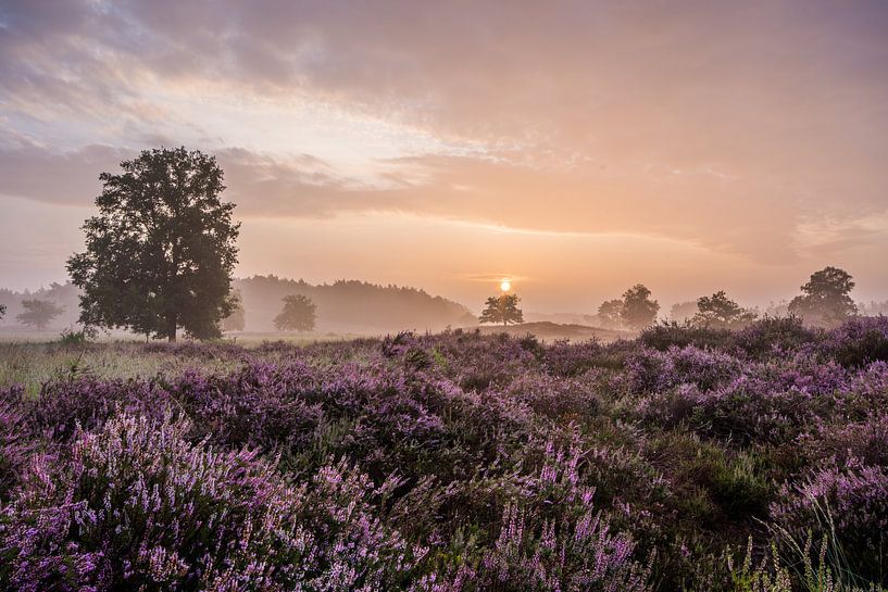 morning glory by Bart Liesenborgs