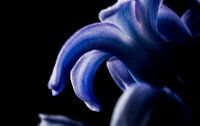 Macrofoto bloem blauwe hyacint von J.A. van den Ende Miniaturansicht
