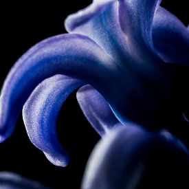 Macrofoto bloem blauwe hyacint van J.A. van den Ende