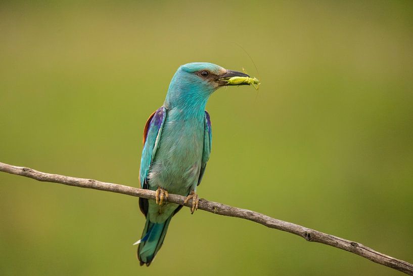 Roller, European Roller, Coracias garrulus by Gert Hilbink
