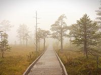 Weg in de mist