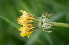 Nog even van Studio Liefkoos