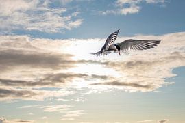 Die Flussseeschwalbe ist ein schöner, oft unbeachteter Vogel.