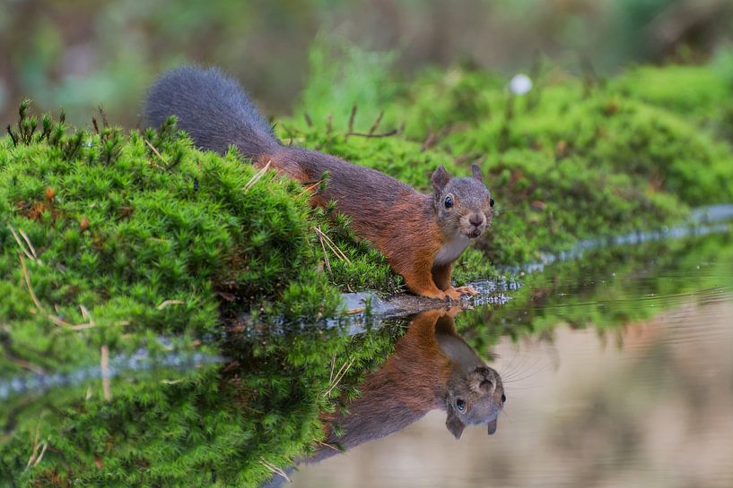 Eekhoorn met spiegeling /squirrel with reflection by Anna Stelloo