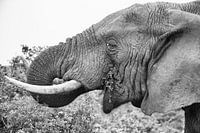 Etende Olifant