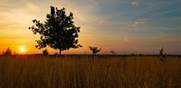 Nationaal Park Sallandse Heuvelrug in Overijssel