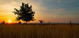 Nationaal Park Sallandse Heuvelrug in Overijssel von Domenique van der Horst