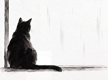 Schwarze Katze, die den Regen beobachtet