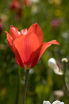 een rode witte tulp in een kleurrijk bloemenveld van W J Kok