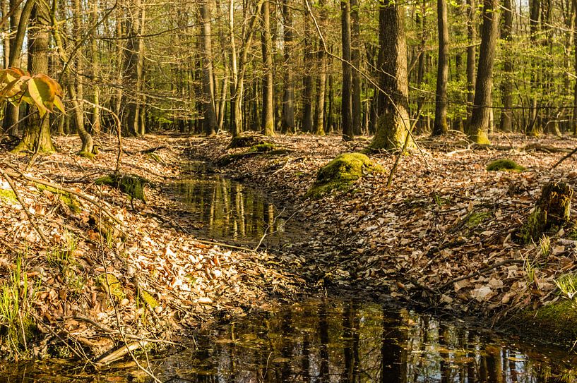 Beek in het bos by Tony Buijse
