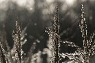 Close-up riet van Heleen Middel thumbnail