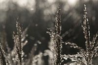 Close-up riet