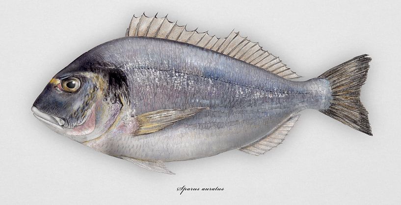 gilthead sea bream or gilthead bream, Sparus aurata by Urft Valley Art