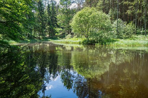 Reflection of trees in calm water 2