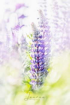 Lupine