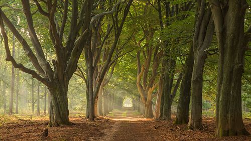 Op de Sallandse Heuvelrug
