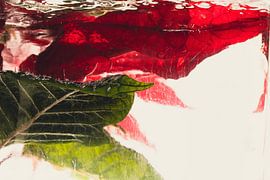 Poinsettia in ice 3 by Marc Heiligenstein