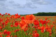 Fire red by Ostsee Bilder thumbnail