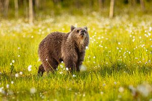 Junger Braunbär im Moorgebiet