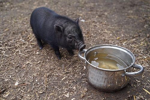 Mini biggetje bij zijn eerste uittocht op de boerderij.