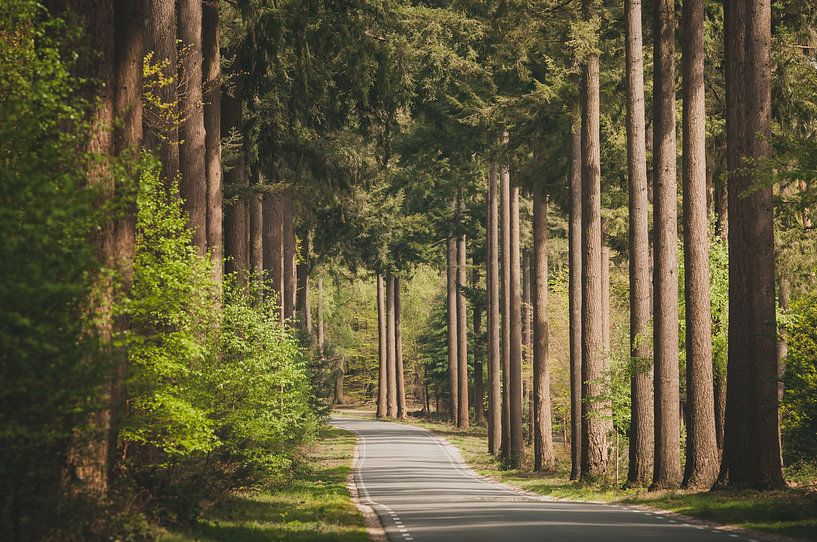Speulderbos von Nancy van Verseveld