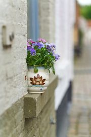 Stiefmütterchen in der Altstadt von Heiko Kueverling