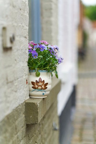Pansies in the old town by Heiko Kueverling