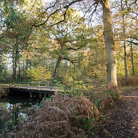 During hiking in Oirschot with autumn by Angela Kiemeneij