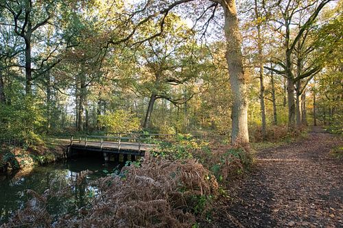 During hiking in Oirschot with autumn