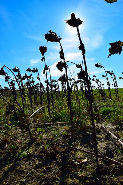 Field of dead sunflowers with shade by Studio LE-gals