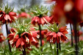Couronne impériale (Fritillaria imperialis)