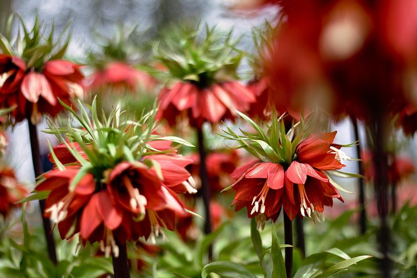 Kaiserkrone (Fritillaria imperialis) von Lindy Schenk-Smit