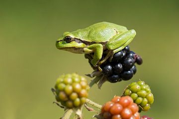 Rainette  sur les framboises 1 sur Francois Debets