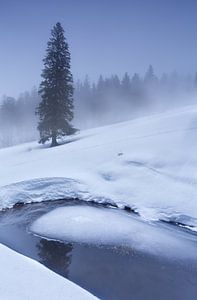 spruce tree on snow by frozen lake in winter