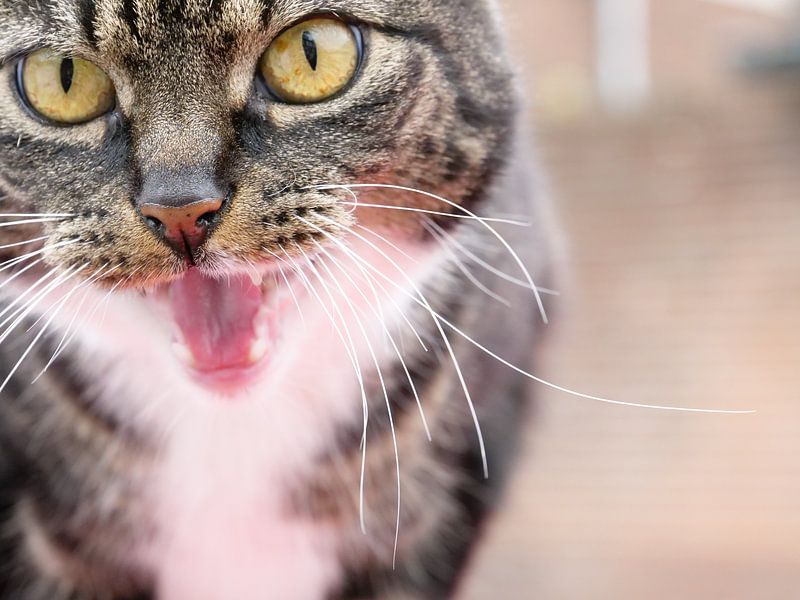 The wild cat par kai van lierop