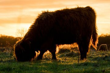 Hooglanders in de schermering van Robby van Vliet