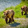 Grizzly beer met jong lopend langs de rivier, Alaska van Rietje Bulthuis