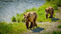 Grizzly Bear avec un chiot marchant le long de la rivière, Alaska par Rietje Bulthuis Aperçu