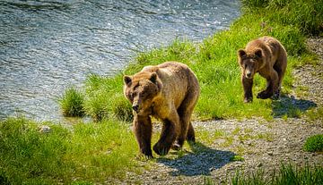 Grizzly beer met jong lopend langs de rivier, Alaska van Rietje Bulthuis