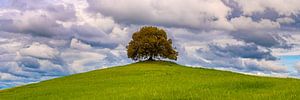 Panorama einer großen Eiche