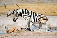 Zebra Splash von BL Photography Miniaturansicht