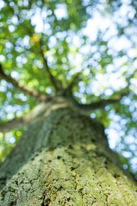lonely oak van Kris Hermans