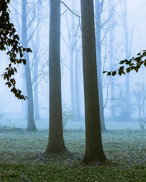 Nebliger Wald von Bram Veerman