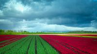 Bulb fields on Urk